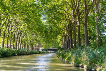 Summer look on Canal du Midi canal in Toulouse, southern Franc - obrazy, fototapety, plakaty