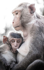 Cute monkeys lives in a natural forest of Thailand.