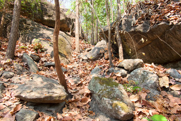 Dipterocarp forest have dry leaf and big stone at the mountain with sunlight, Op Luang National Park, Hot, Chiang Mai, Thailand. Hot weather and arid.
