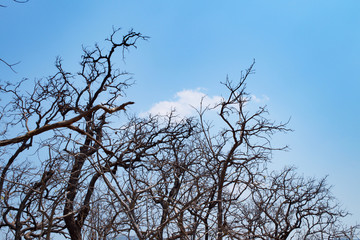 Dry tree with blue sky and white clouds at Op Luang National Park, Hot, Chiang Mai, Thailand. Hot weather and arid.