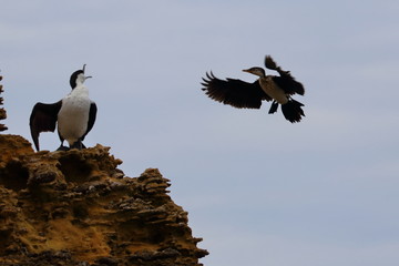 black faced cormorant