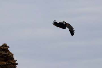 black faced cormorant
