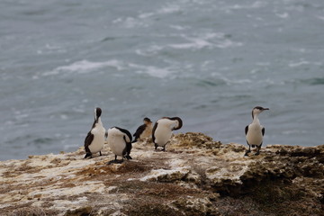 Fototapeta premium black faced cormorant