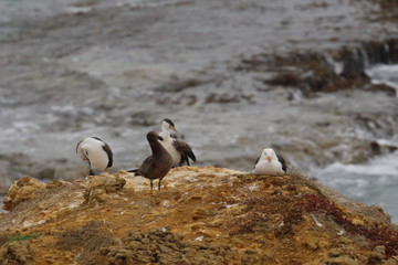 black faced cormorant