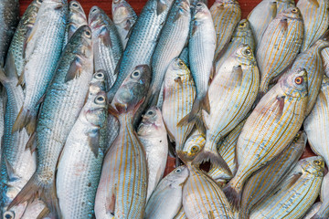 Fresh fish at the Vucciria market in Palermo, Sicily