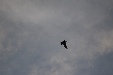 Bird Soaring in the Clouds