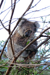 koala