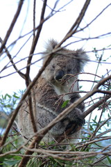 koala