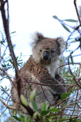 koala
