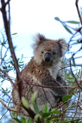 koala