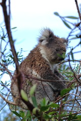 koala