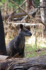 black wallaby