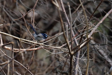 fairy wren