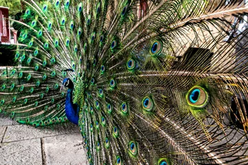 Fotobehang peacock with feathers © Alvaro