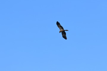 whistling kite