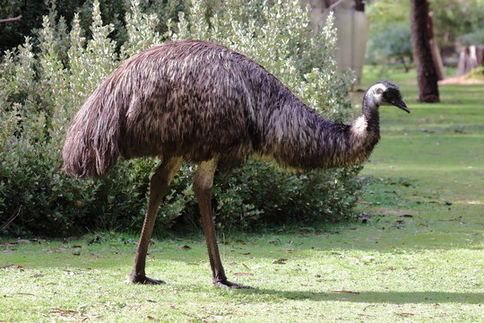 emu