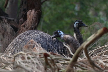 emu