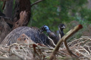 emu