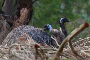 emu