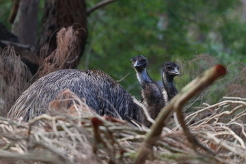 emu