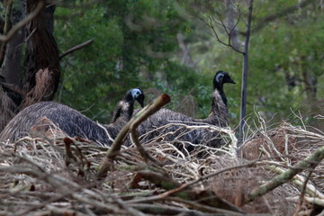 emu