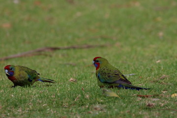 crimson rosella