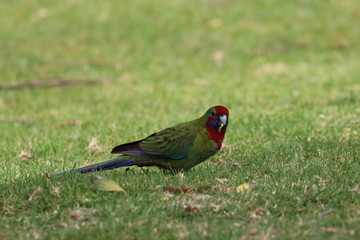 crimson rosella