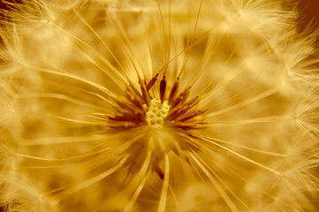 The macro center or nucleus of a dandelion that looks alien and ready to blow seeds into the wind. 