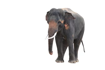 Möbelaufkleber Elephant isolated on white background © pentium5