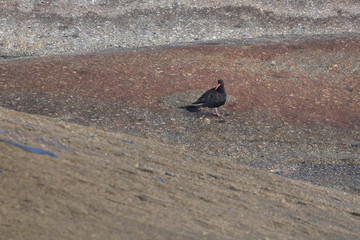 sooty oystercatcher