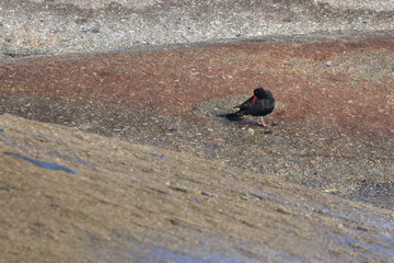 sooty oystercatcher
