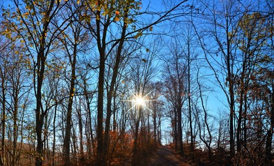 autumn in the deciduous forest