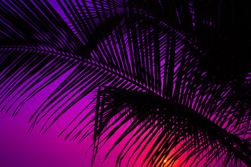 Silhouette of palm leaf in front of sunset