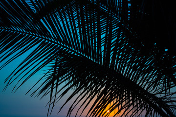 Silhouette of palm leaf in front of a sunset