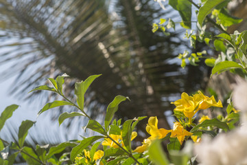 Fototapeta na wymiar Yellow Bougainvillea flowers
