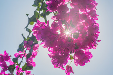 Pink bougainvillea flowers with she sun shining through