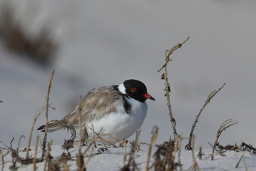 hooded plover