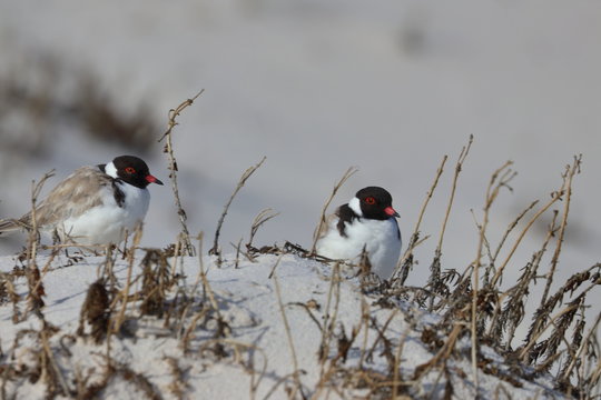 Hooded Plover