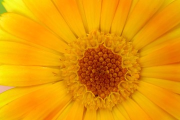 calendula flower macro .bright orange calendula officinalis (pot marigold) flower. Flower nature background. Healing flowers and herb.
