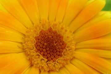 calendula flower macro. orange calendula officinalis (pot marigold) flower. Flower nature background. Healing flowers and herbs.