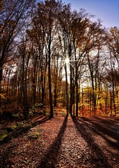 landscape in the forest without leaves