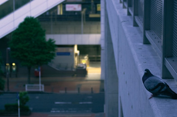 Obraz premium 朝と鳩