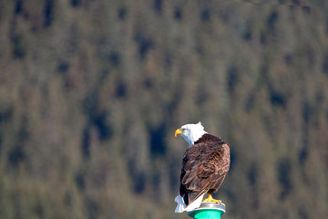 Windblown Bald Eagle on the Kenai Peninsula in Seward Alaska United States