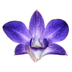 indigo white orchid flower isolated white background with clipping path. Flower bud close-up....