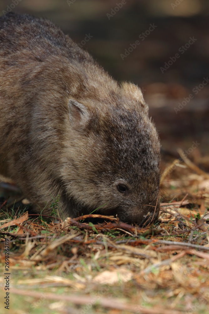 Poster wombat