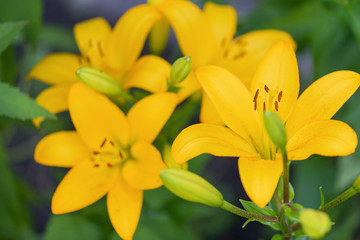 Fototapeta na wymiar The flowers are yellow lilies close-up. Horizontal macro photography