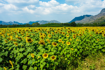 Fototapeta na wymiar Sunflower field, Sunflowers at Khao Jeen Lae, Lopburi Province, Thailand.
