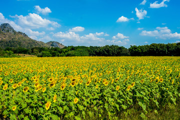 Sunflower field, Sunflowers at Khao Jeen Lae, Lopburi Province, Thailand.