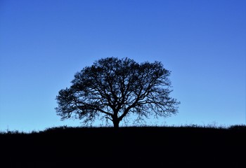 silhouette of a tree in a field