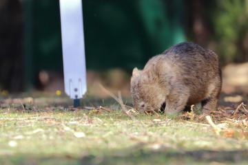 wombat